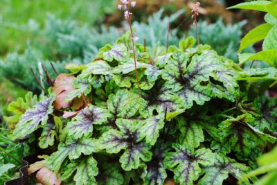 Tiarella ZIELONO FIOLETOWA