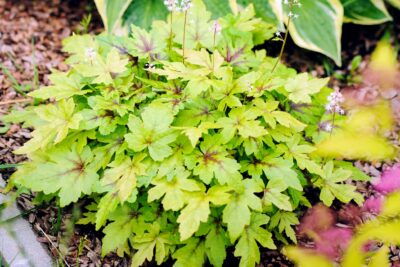 Tiarella PIRATE'S PATCH