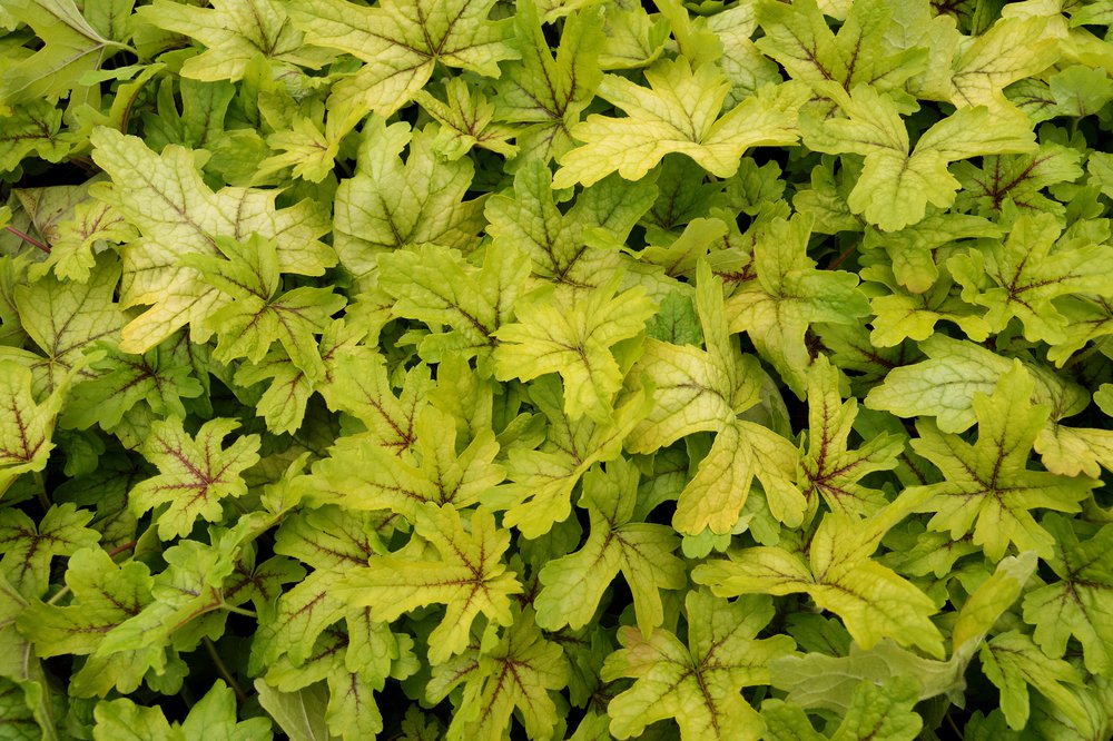 Tiarella ZIELONO PURPUROWA