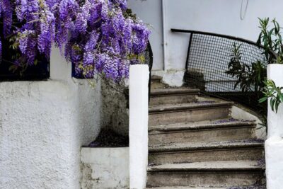 Wisteria ISSAI