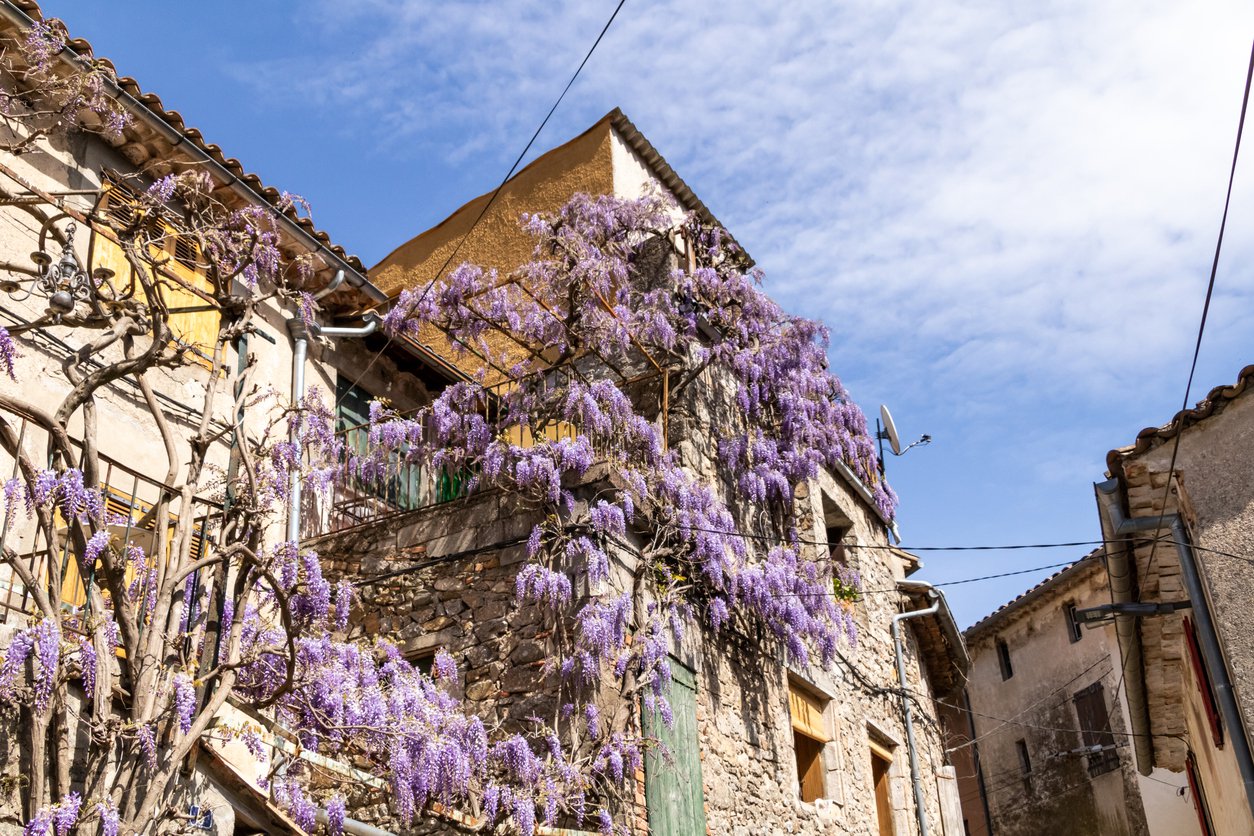 Wisteria LUDWIG LAWIN - 2