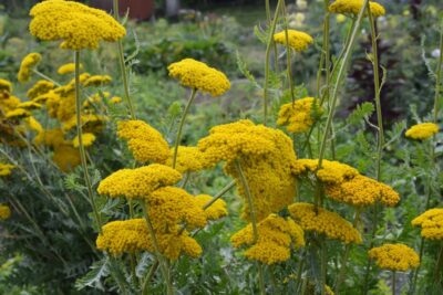 Krwawnik wiązówkowaty CLOTH OF GOLD