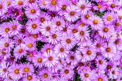 Aster NOWOBELGIJSKI Magic Pink