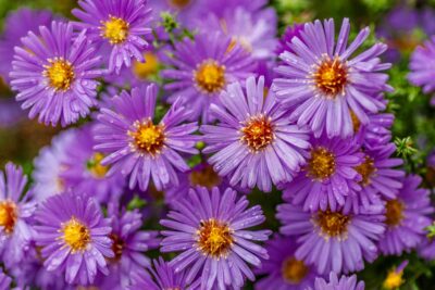 Aster NOWOBELGIJSKI Magic Purple