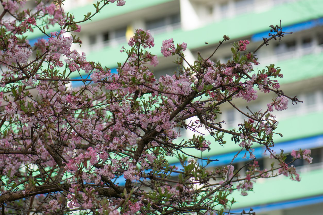 Kalina BODNANTSKA DAWN - 2