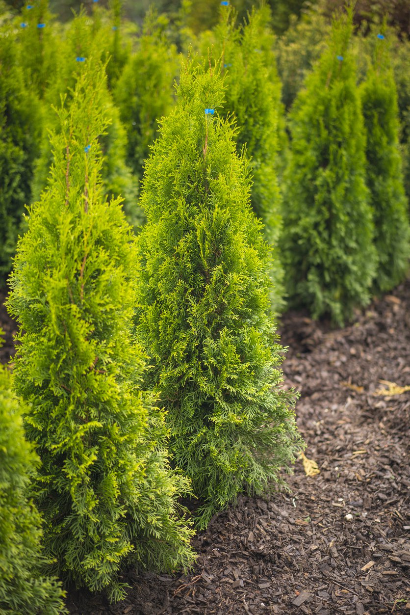 Cyprysik lawsona KELLERIS GOLD - 3