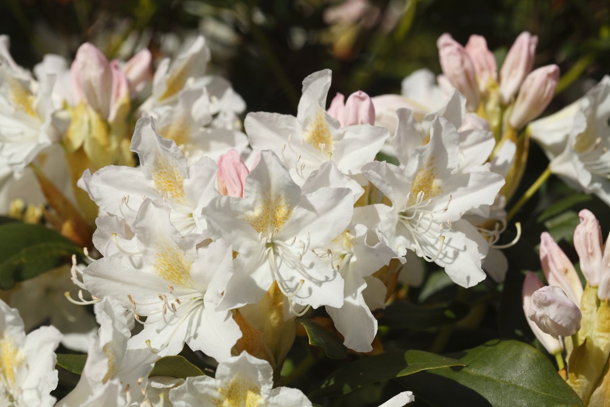 Azalia wielkokwiatowa SILVER SLIPPER - 2