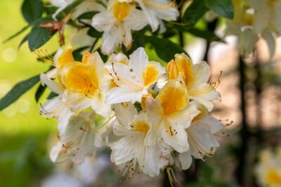 Azalia wielkokwiatowa SILVER SLIPPER