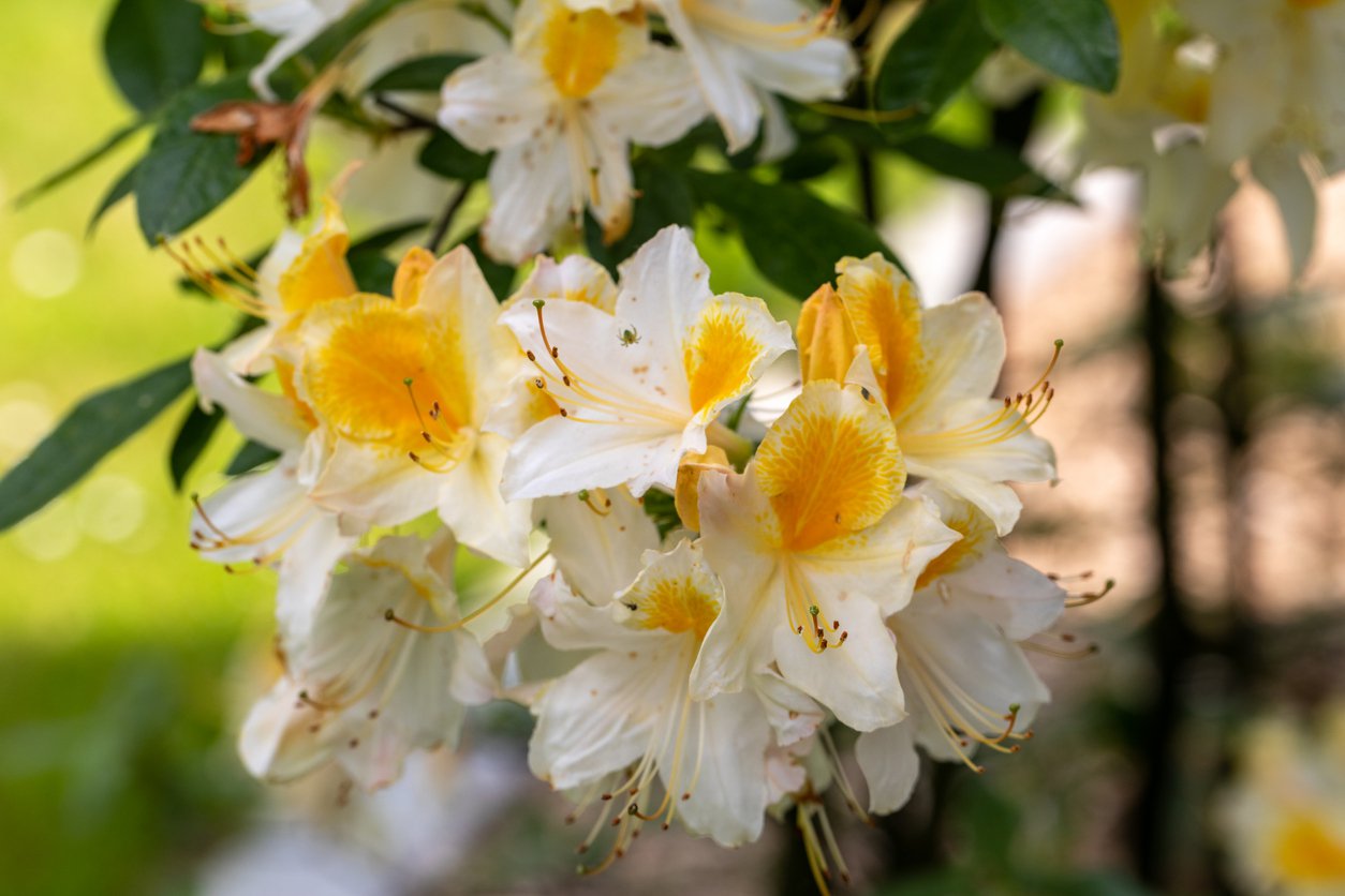 Azalia wielkokwiatowa SILVER SLIPPER