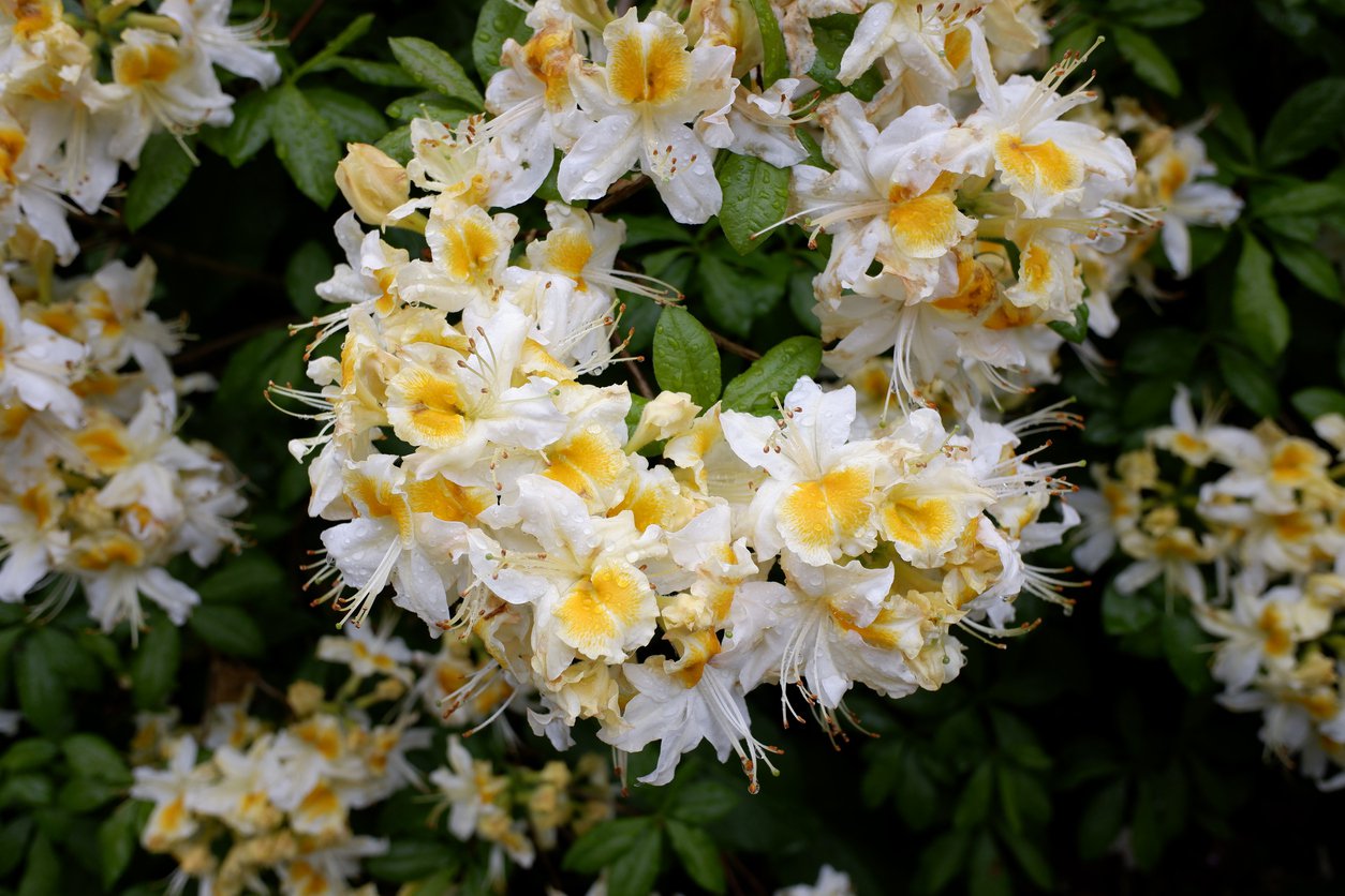 Azalia wielkokwiatowa SILVER SLIPPER - 3