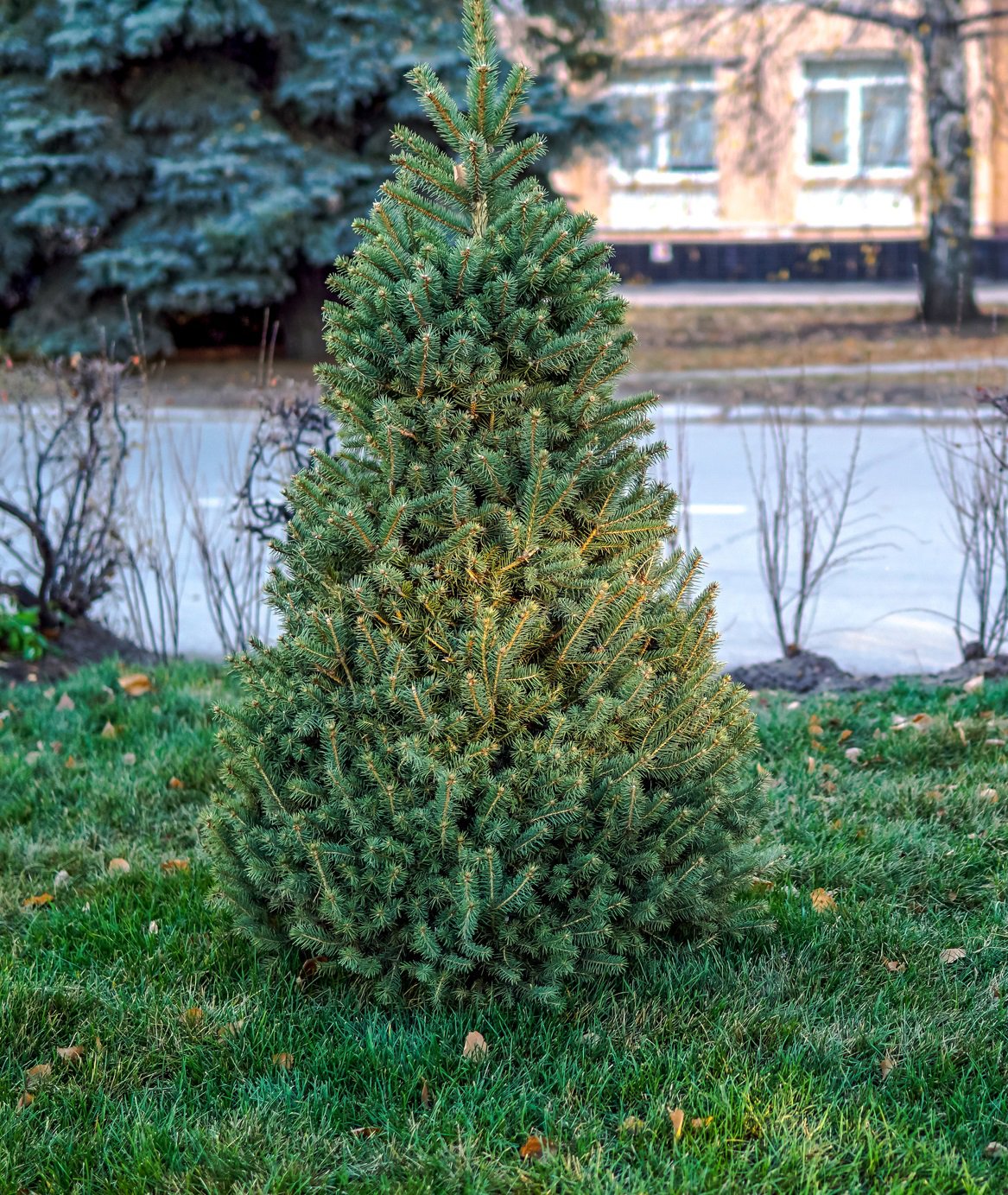 Świerk pospolity WILL'S ZWERG