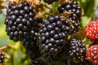 Jeżyna bezkolcowa CACANSKA BESTRNA