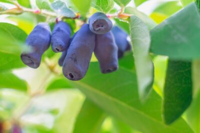 Jagoda kamczacka AŁTAJ 3-letnia