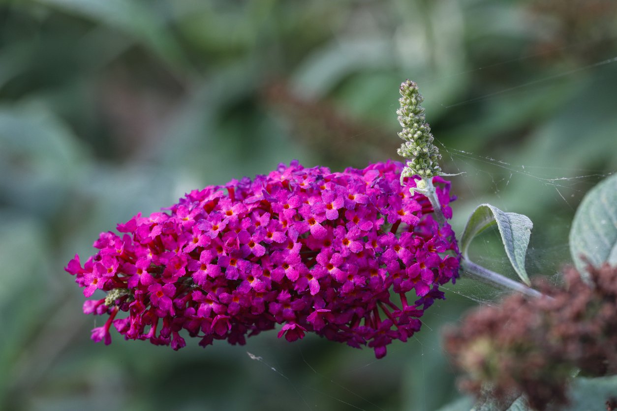 Budleja Dawida ROYAL RED - 3