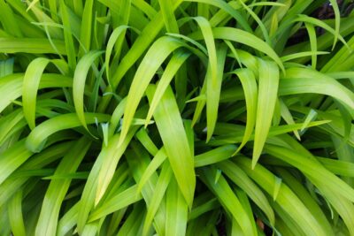 Trawa żółta KOSMATKA OLBRZYMIA aurea