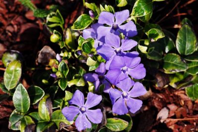 Barwinek mniejszy RALPH SHUGERT