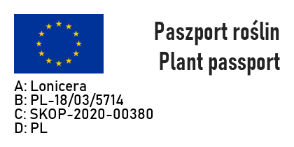 zimozielony WICIOKRZEW HENRY'EGO - 4