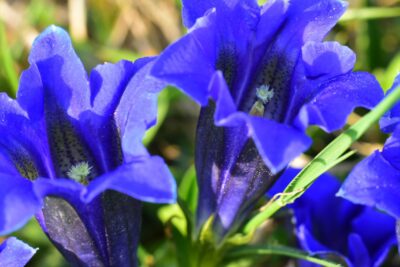 GORYCZKA siedmiodzielna DEEP BLUE