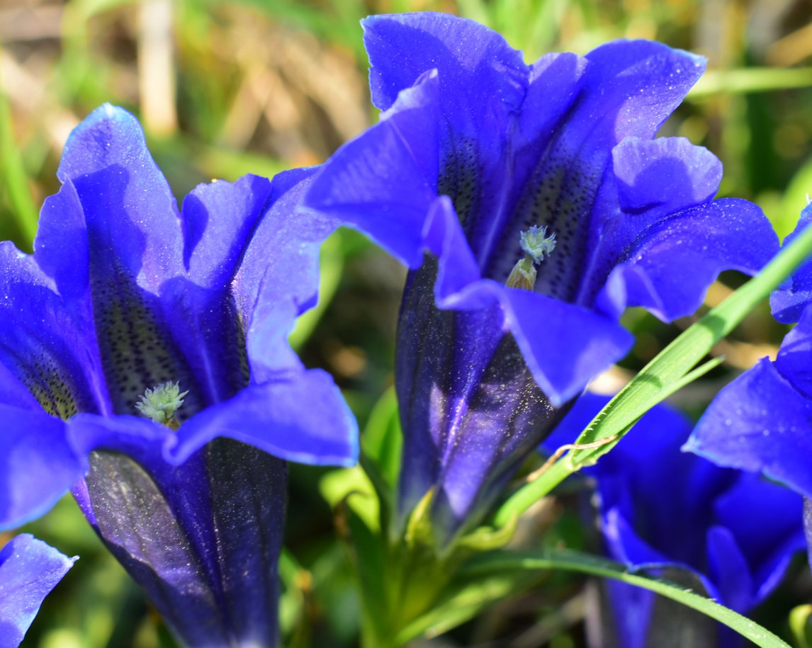 GORYCZKA siedmiodzielna DEEP BLUE