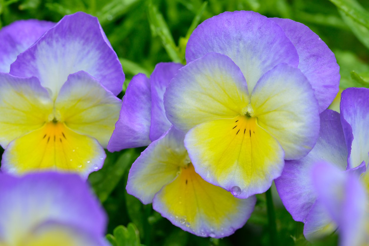 FIOŁEK ROGATY ETAIN