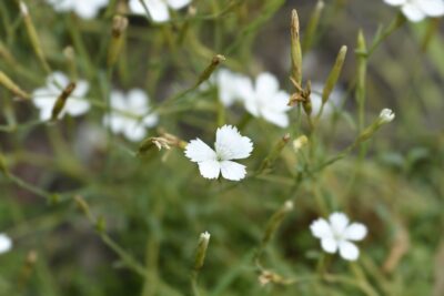 GOŹDZIK kropkowany ALBUS