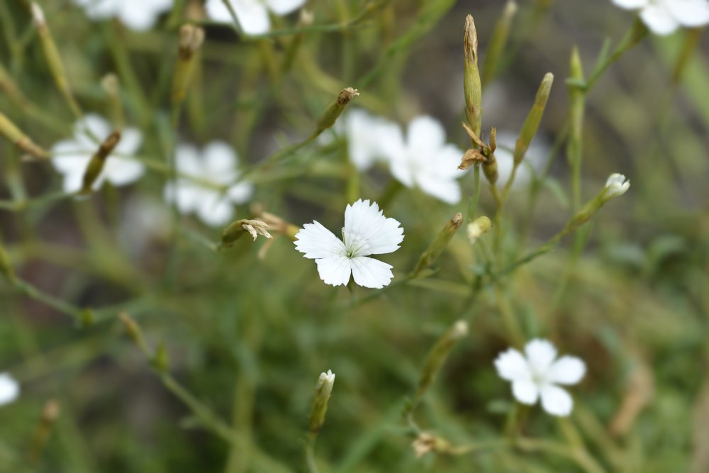 GOŹDZIK kropkowany ALBUS