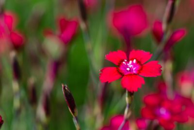 GOŹDZIK kropkowany LEUCHTFUNK