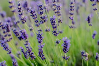 LAWENDA wąskolistna BLUE SCENT