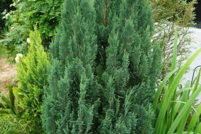 Cyprysik Lawsona IVONNE