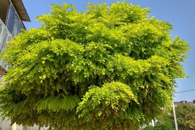 Robinia żółta FRISIA