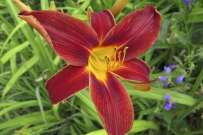 Liliowiec SAMMY RUSSEL