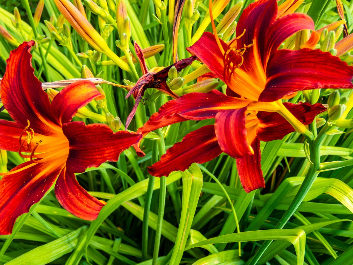 Liliowiec SAMMY RUSSEL - 2