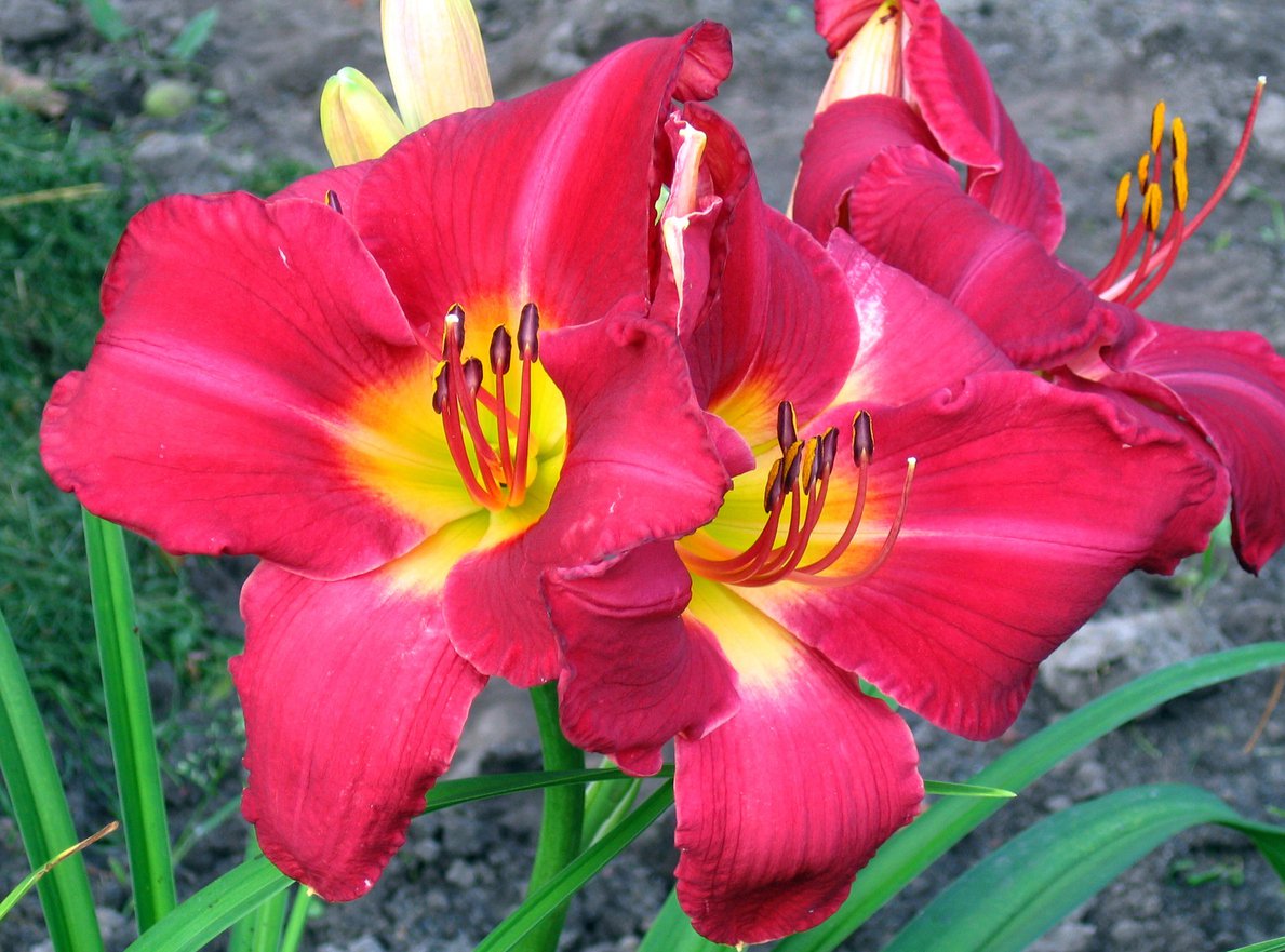 Liliowiec TORRID - 2