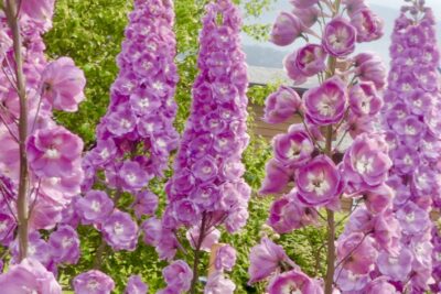 OSTRÓŻKA ogrodowa ASTOLAT