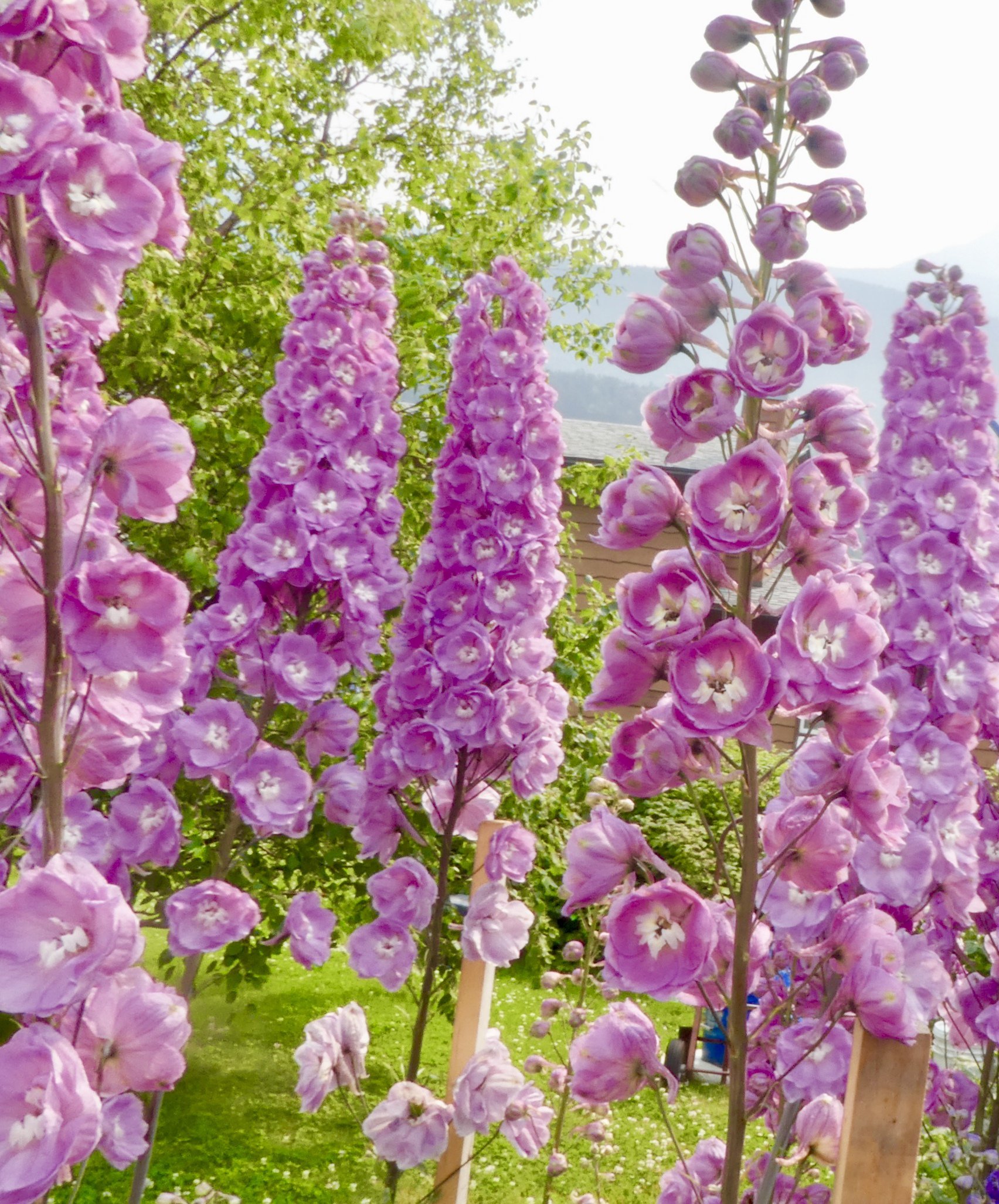 OSTRÓŻKA ogrodowa ASTOLAT