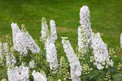 OSTRÓŻKA ogrodowa GALAHAD