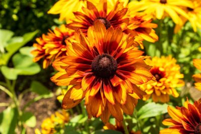 RUDBEKIA owłosiona CHEROKEE SUNSET