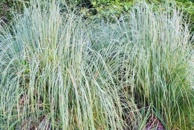 Turzyca włosista AMAZON MIST