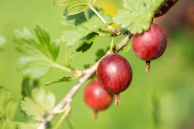 Agrest BEZKOLCOWY SPINE FREE krzew W DONICZCE