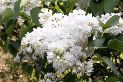 Lilak Bez MADAME LEMOINE szczepiony NA PNIU