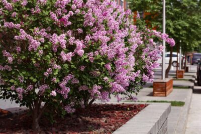 Lilak Bez purpurowo biały SENSATION FORMA PIENNA