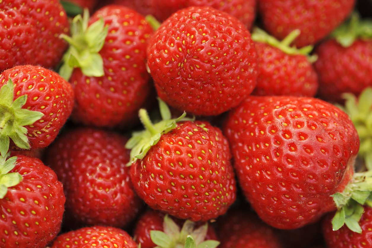 Truskawka WCZESNA HONEOYE zestaw 5 sztuk