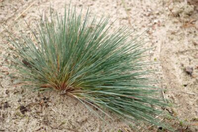 Szczotlicha siwa SPIKY BLUE