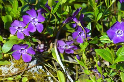 Barwinek pospolity ATROPURPUREA