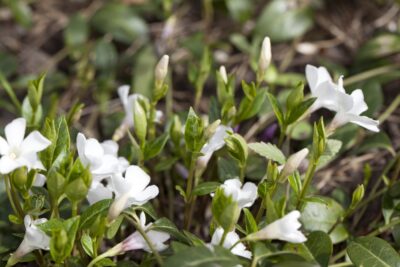 Barwinek pospolity ALBA