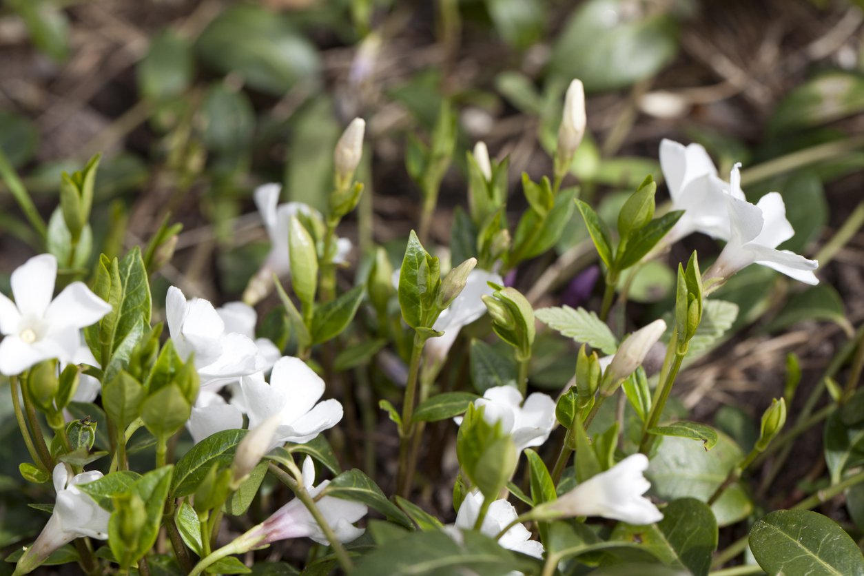 Barwinek pospolity ALBA