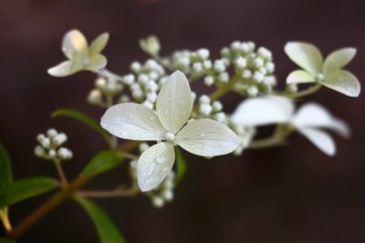 Hortensja bukietowa GREAT STAR