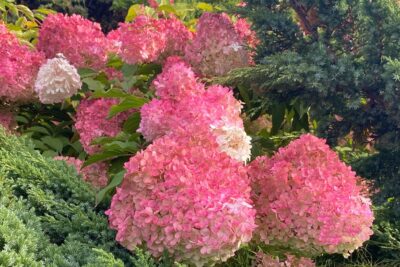 Hortensja bukietowa MAGICAL FIRE