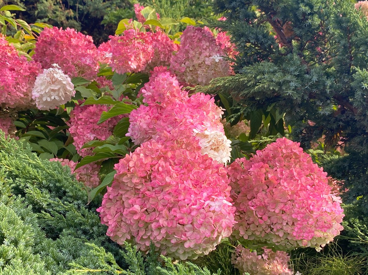 Hortensja bukietowa MAGICAL FIRE