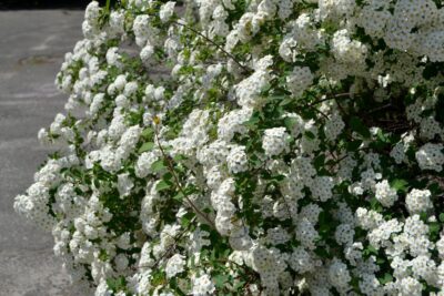 Tawuła VAN HOUTTE’A